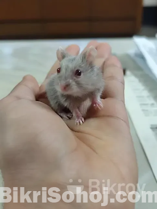 Hamster (হ্যামস্টার)